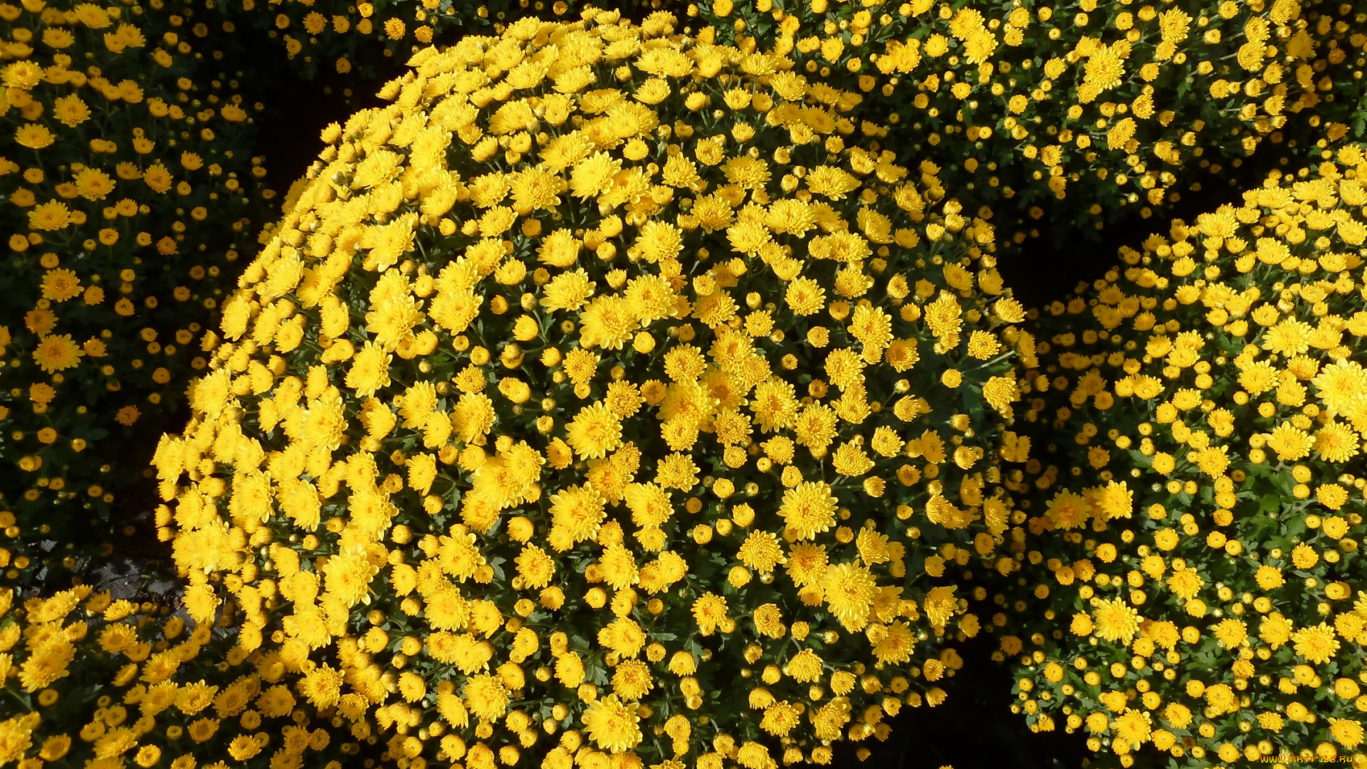 цветы, хризантемы, желтый, шар