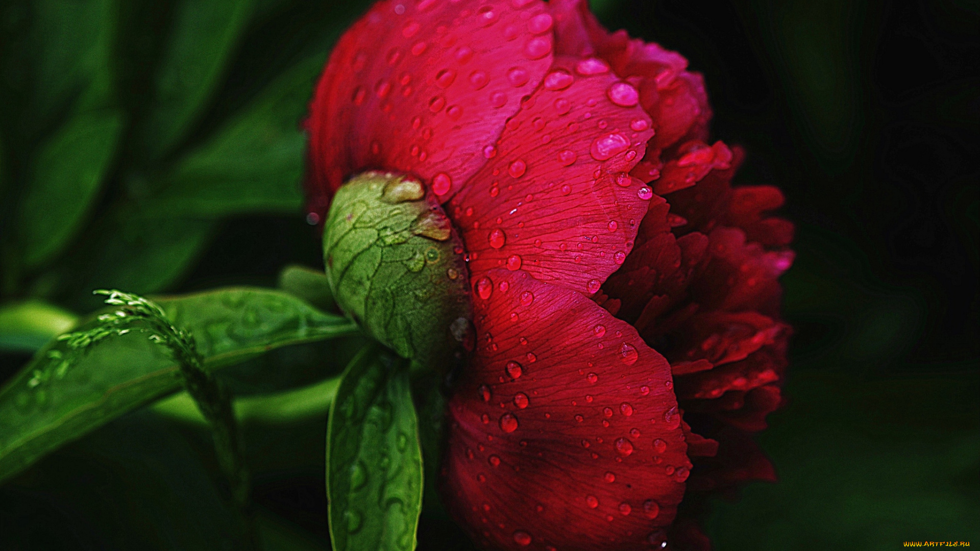 цветы, пионы, красный, капли