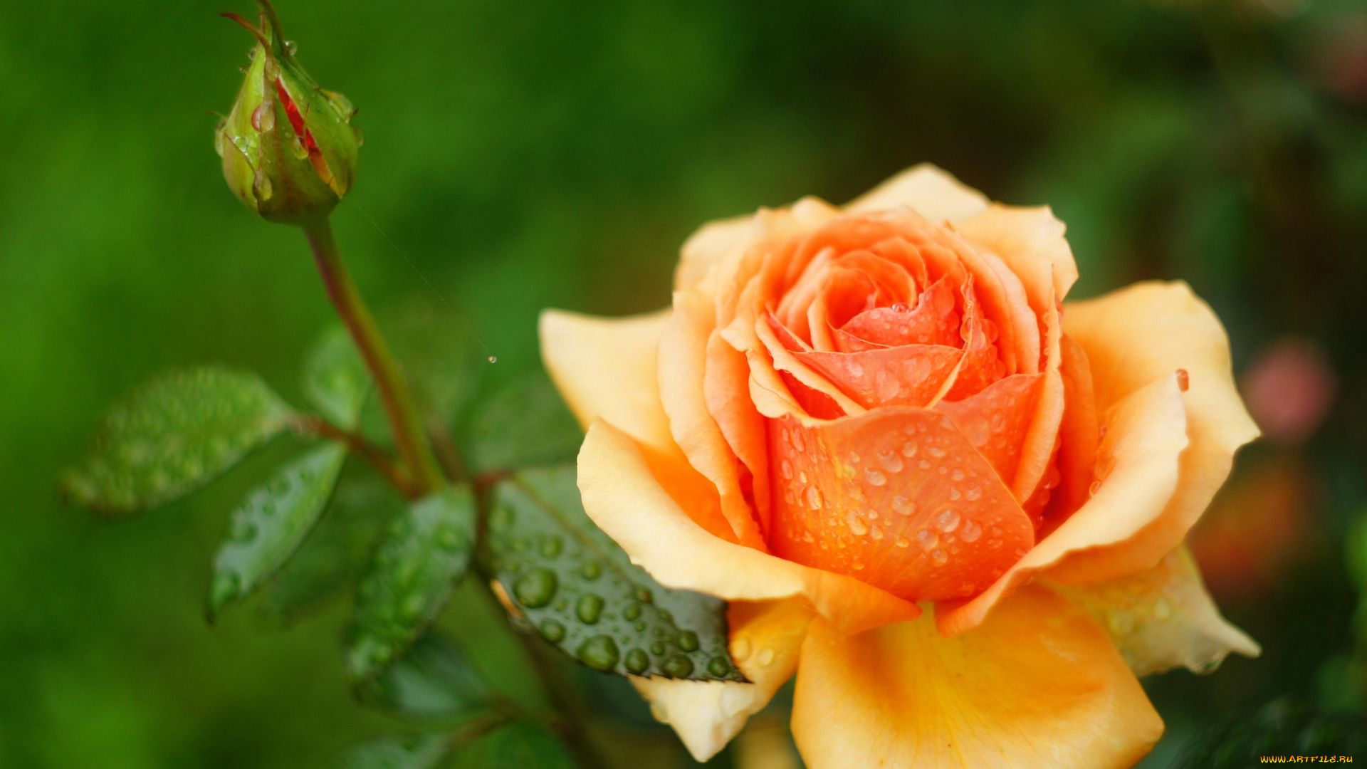 цветы, розы, бутон, оранжевый
