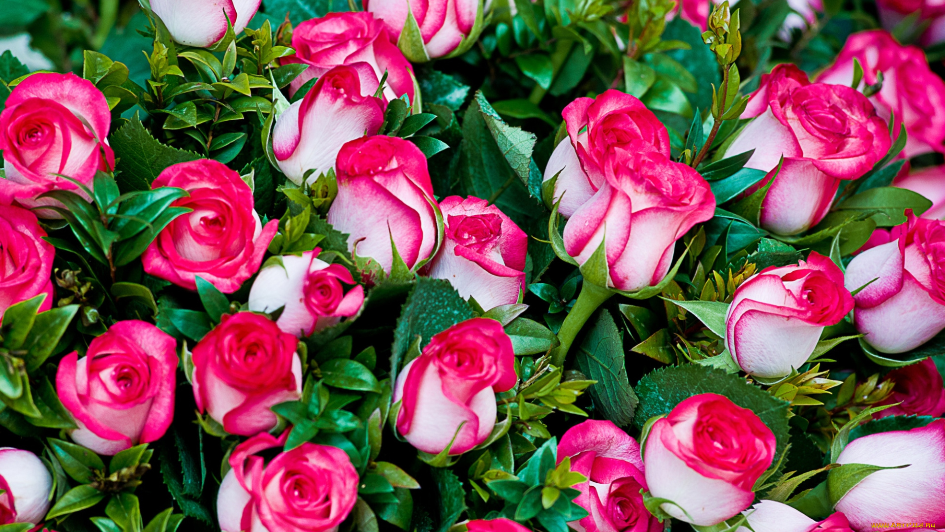 цветы, розы, пестрый, яркий, много