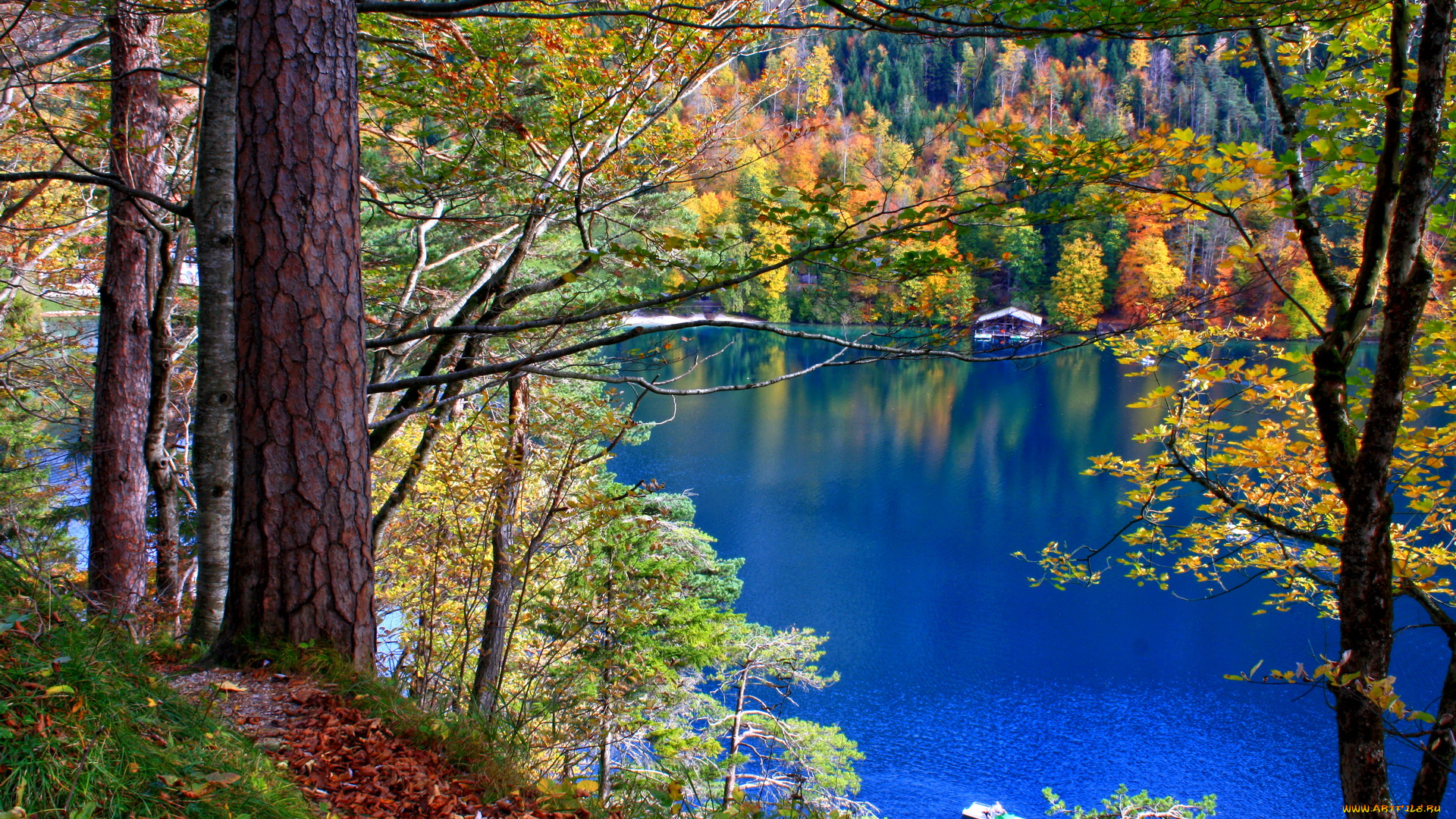 германия, бавария, швангау, природа, реки, озера, река, лес