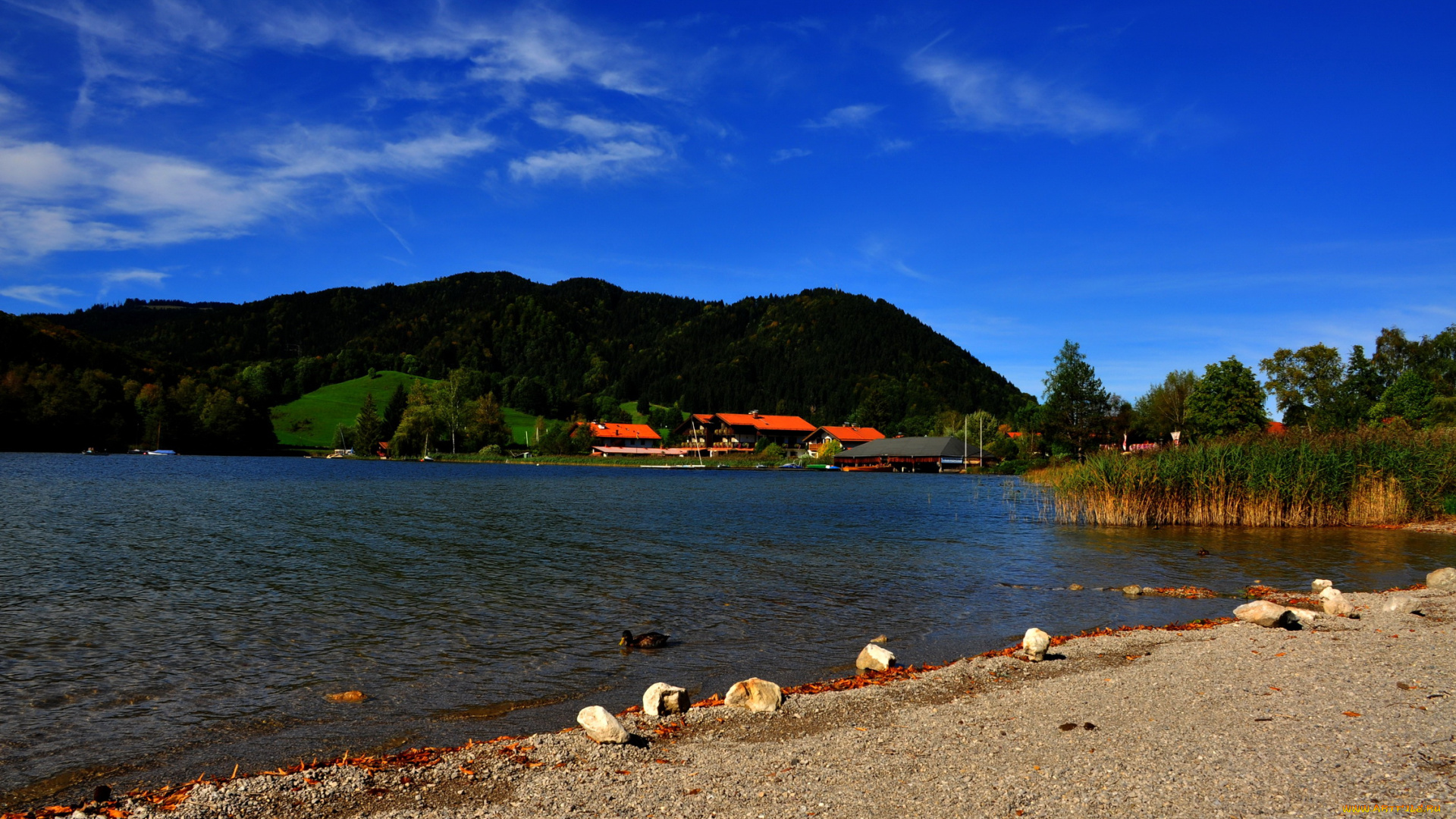 германия, мисбах, природа, реки, озера, река