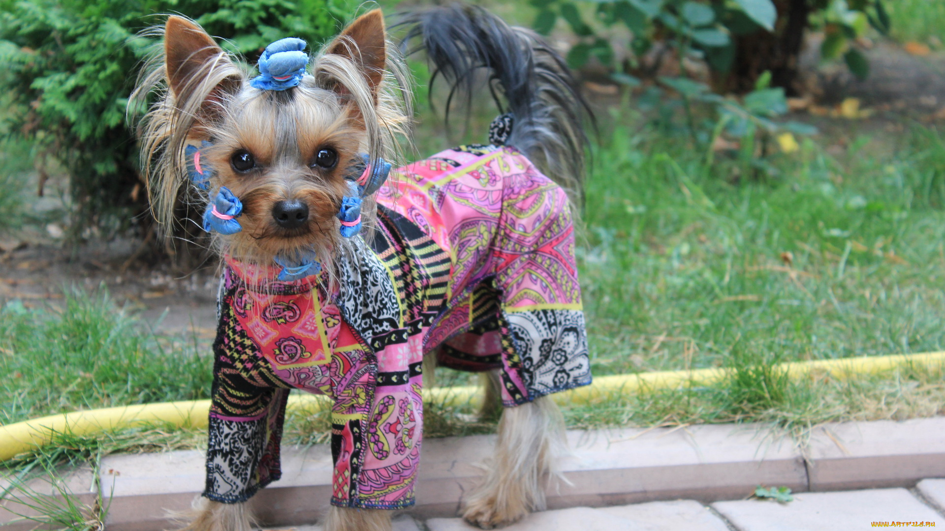 йоркширский, терьер, животные, собаки