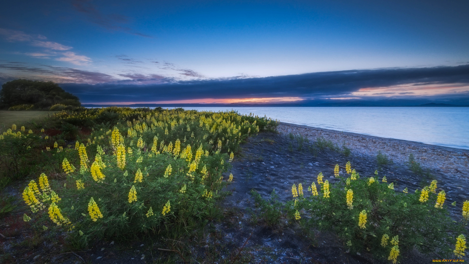 lake, taupo, new, zealand, природа, реки, озера, цветы, люпин, пейзаж, новая, зеландия, озеро, таупо