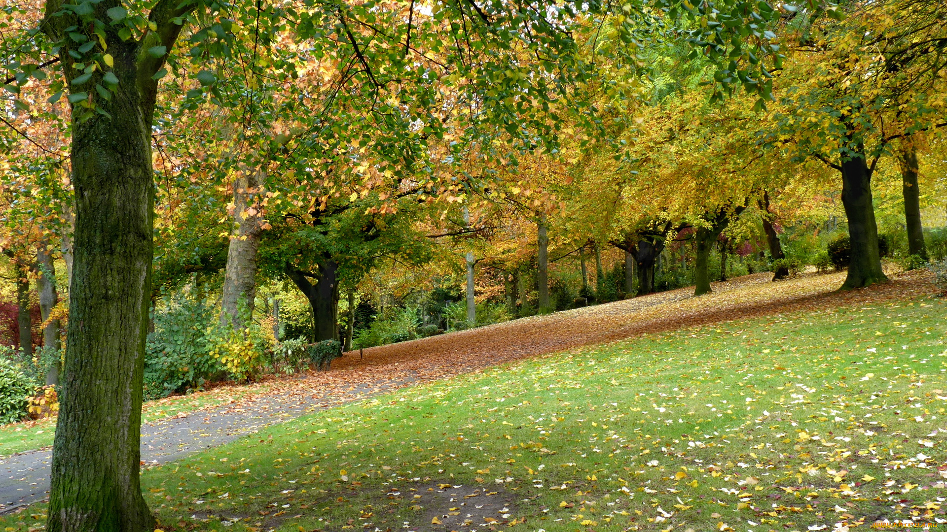 parк, mouscron, belgium, природа, парк, деревья