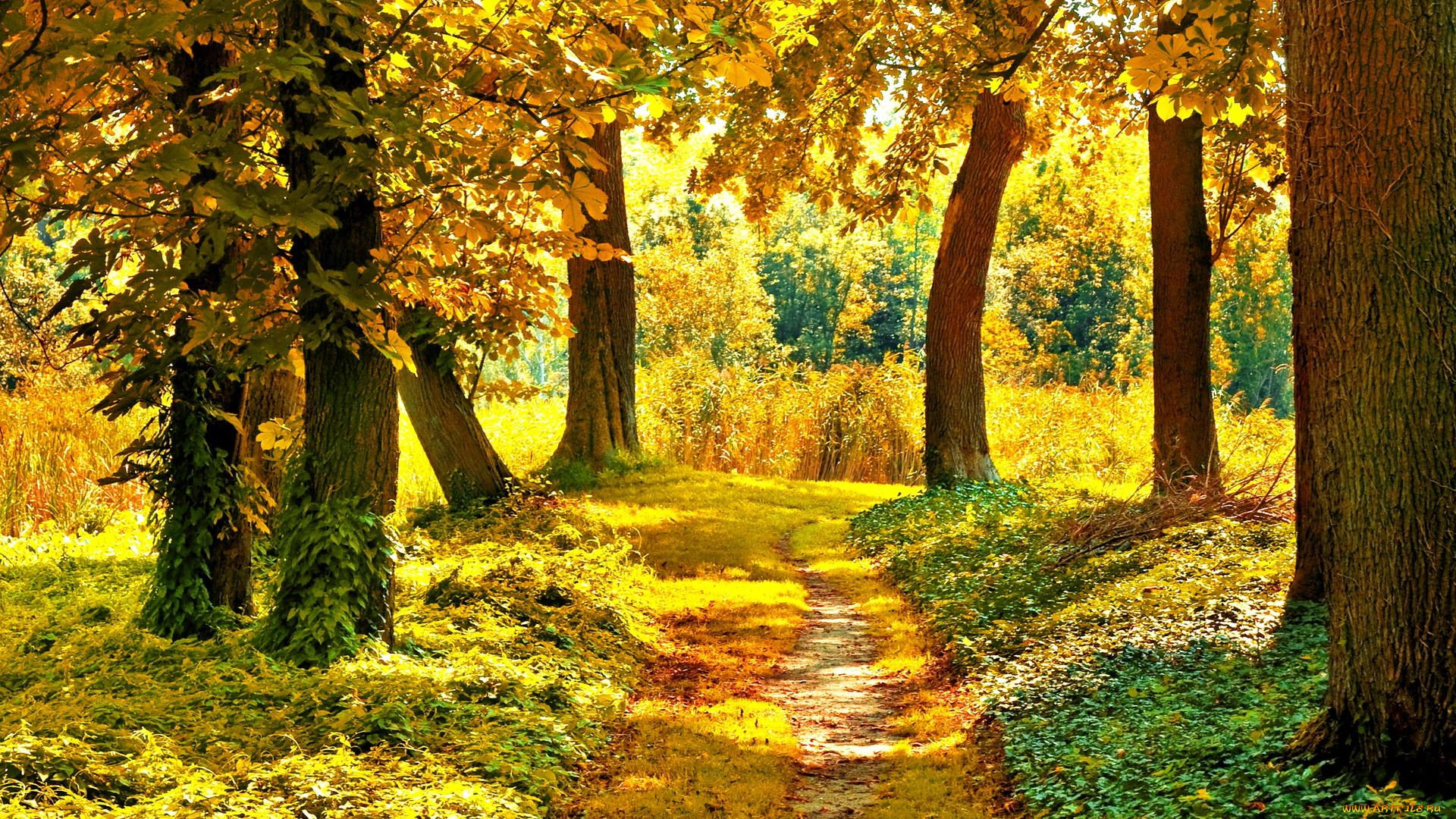 природа, дороги, лес, осень