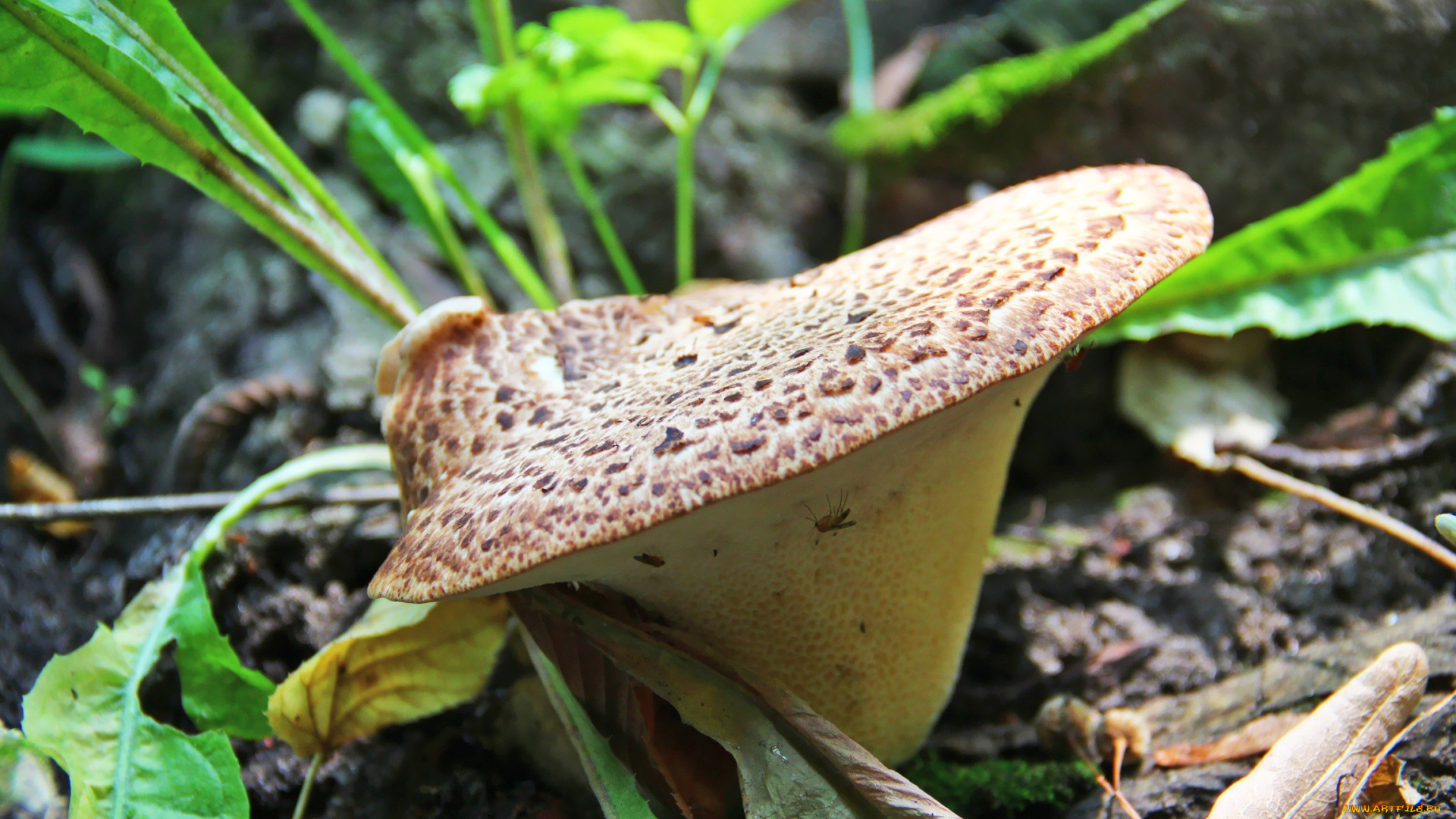 природа, грибы, насекомое, шляпка, листья