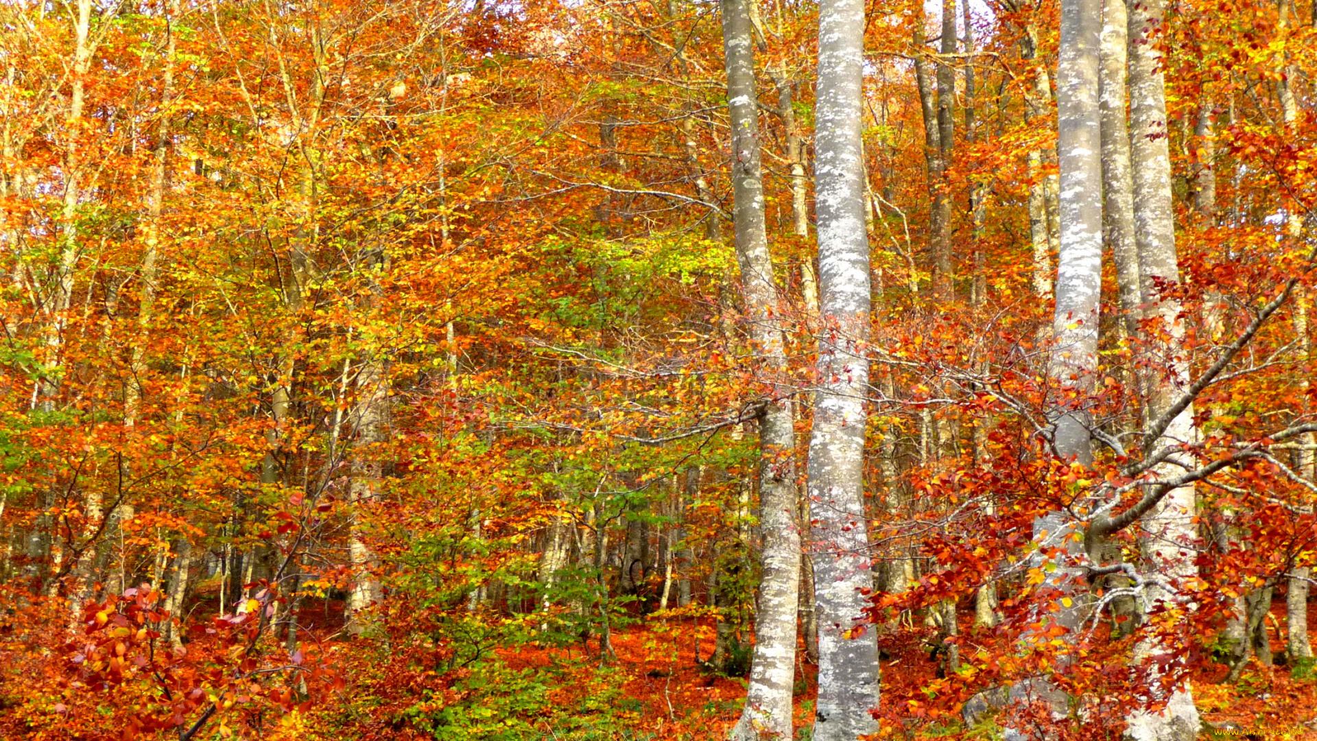 природа, лес, осень