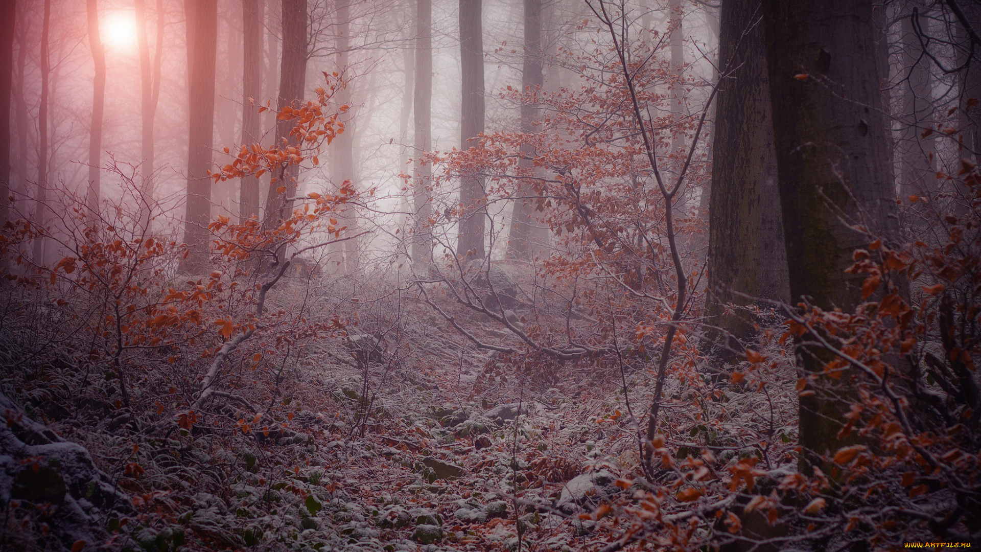 природа, лес, зима, деревья, ветки, иней, туман