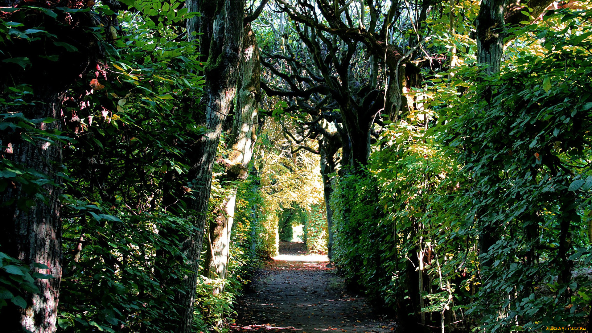 природа, парк, осень, арка, листья, деревья, аллея