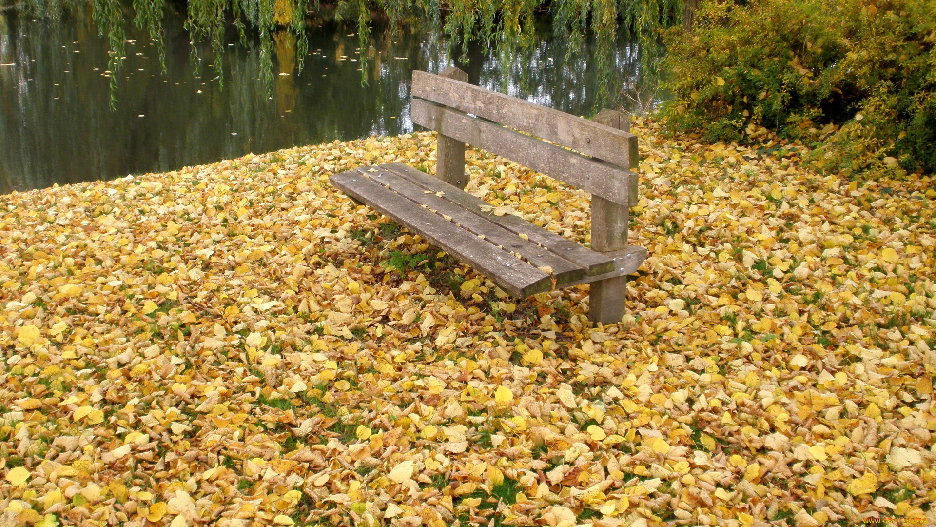 природа, парк, осень, река