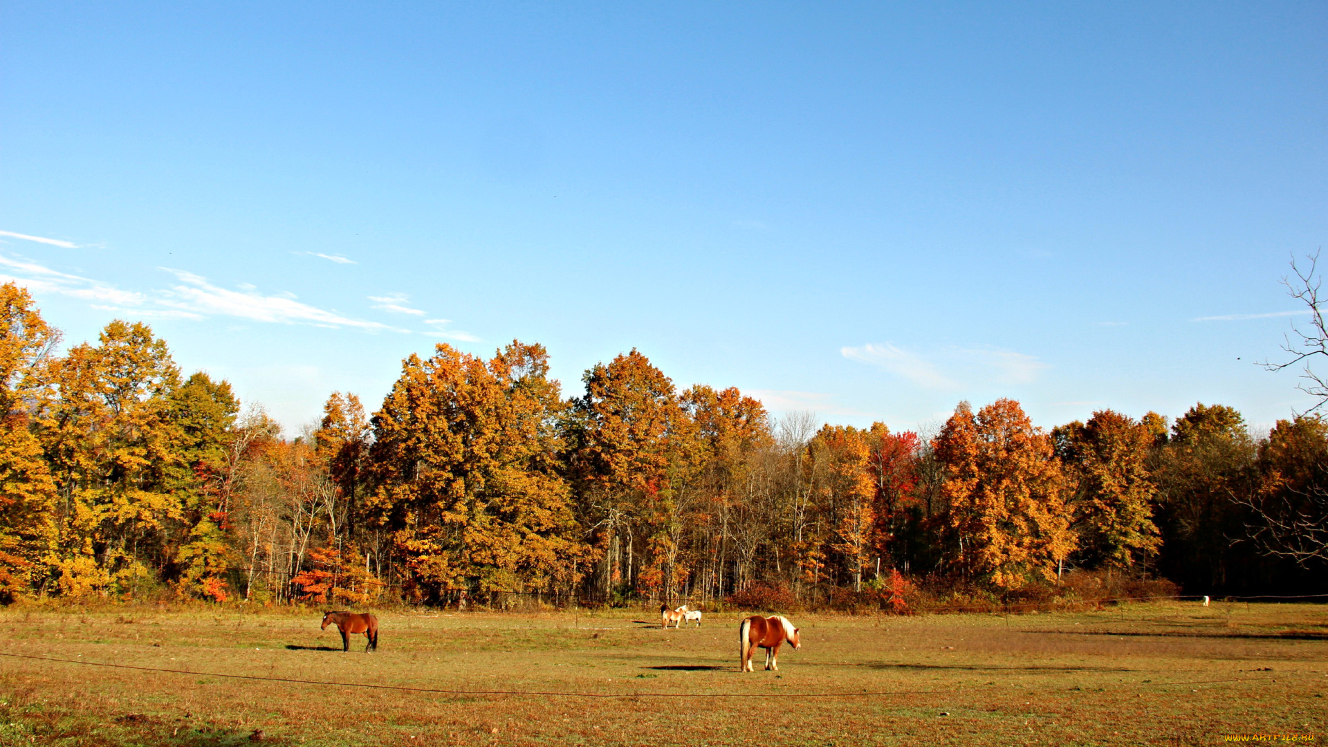природа, поля, лес, осень