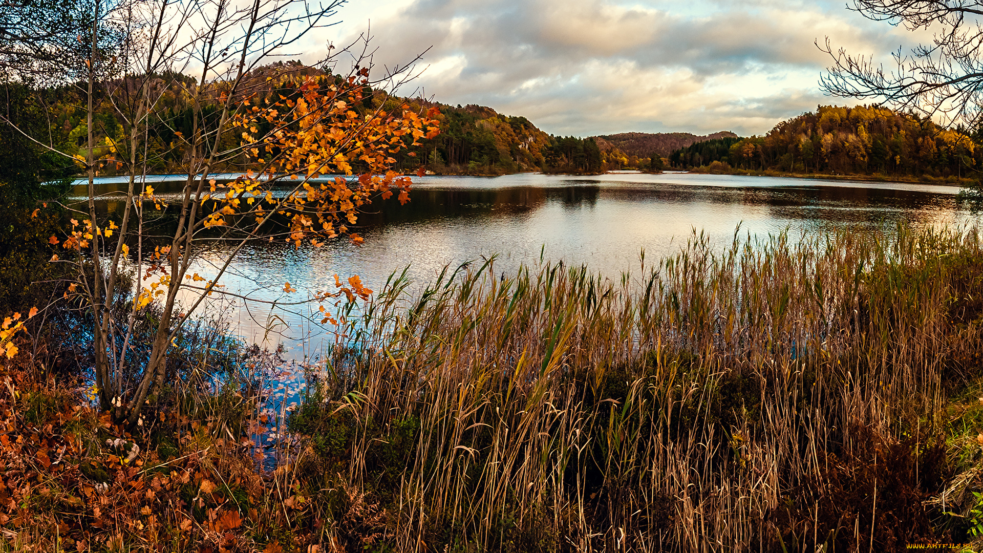 природа, реки, озера, деревья, сухая, трава, пруд, осень, болото