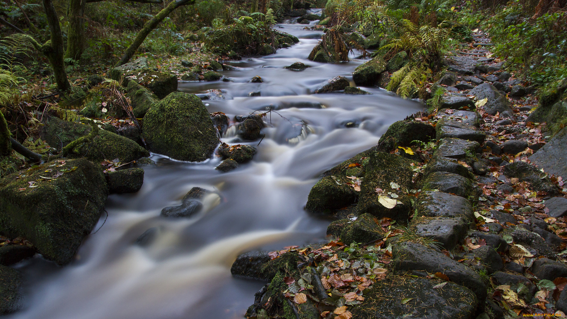 природа, реки, озера, осень, река, лес