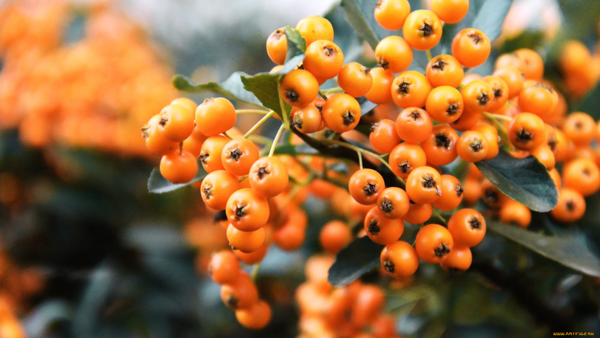 природа, Ягоды, рябина, желтый, ягоды, ветка