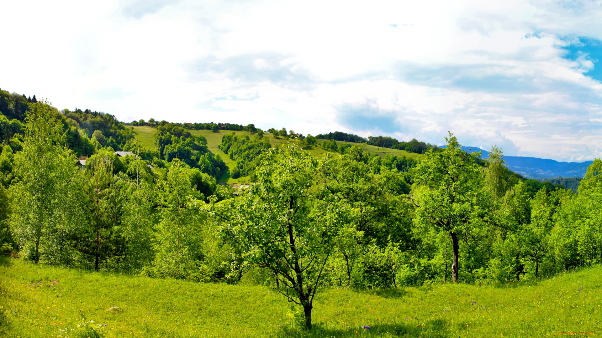 словения, трбовле, природа, деревья, трава, лето