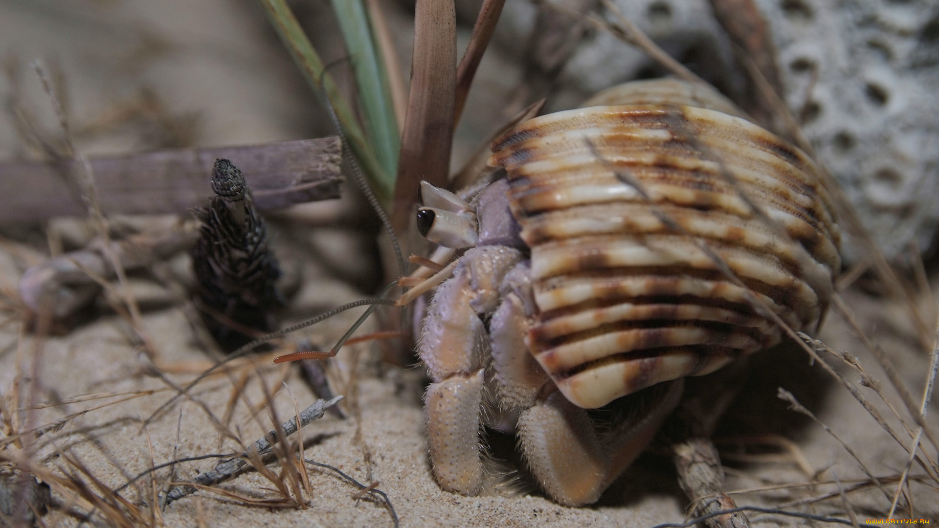 животные, крабы, раки, раковина, рак-отшельник