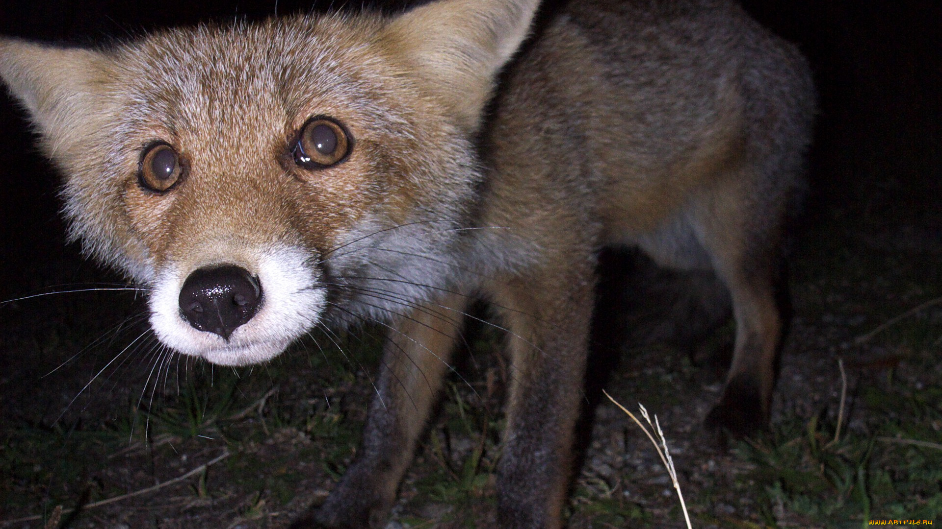 животные, лисы, ночь, лисичка, глаза, взгляд