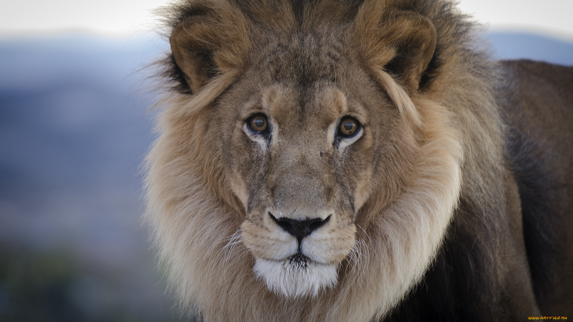 животные, львы, грива, царь, портрет