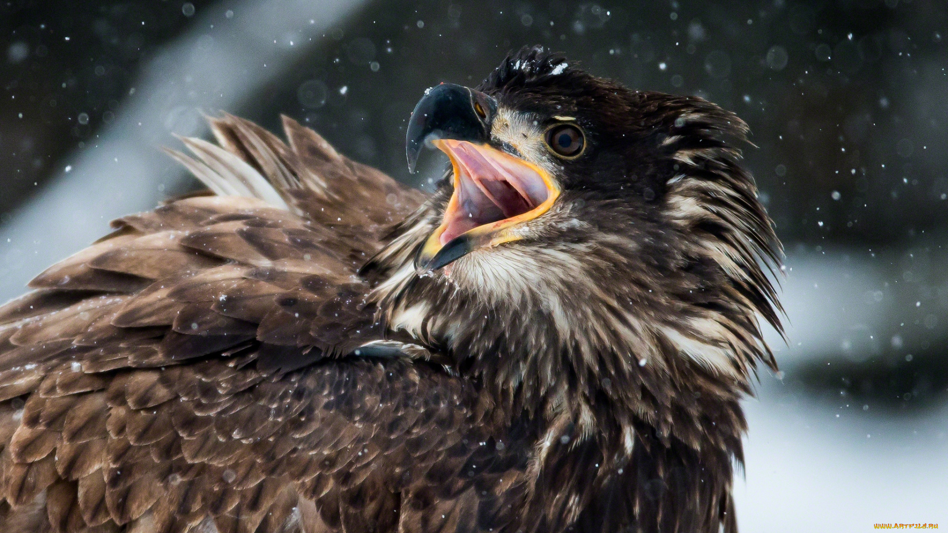 животные, птицы, хищники, клюв, орел