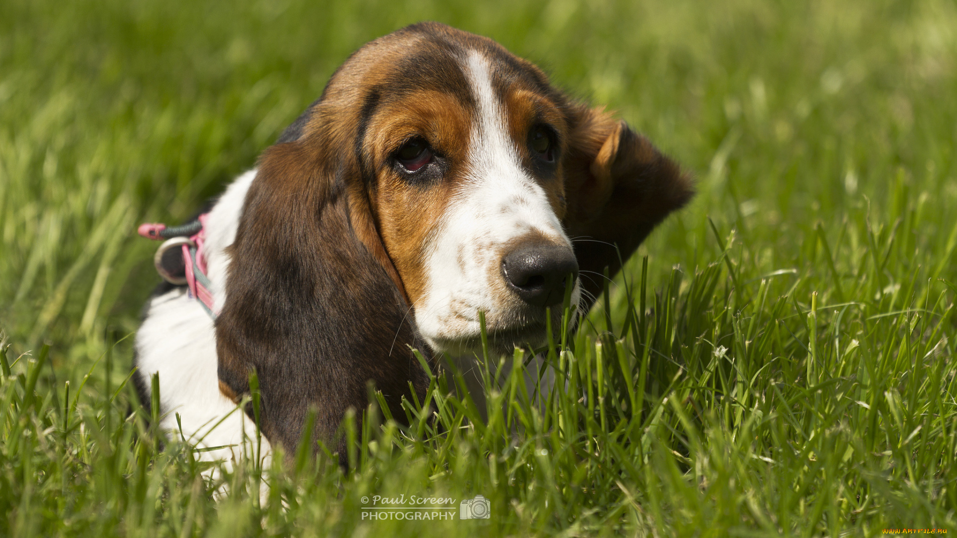 животные, собаки, бассет-хаунд