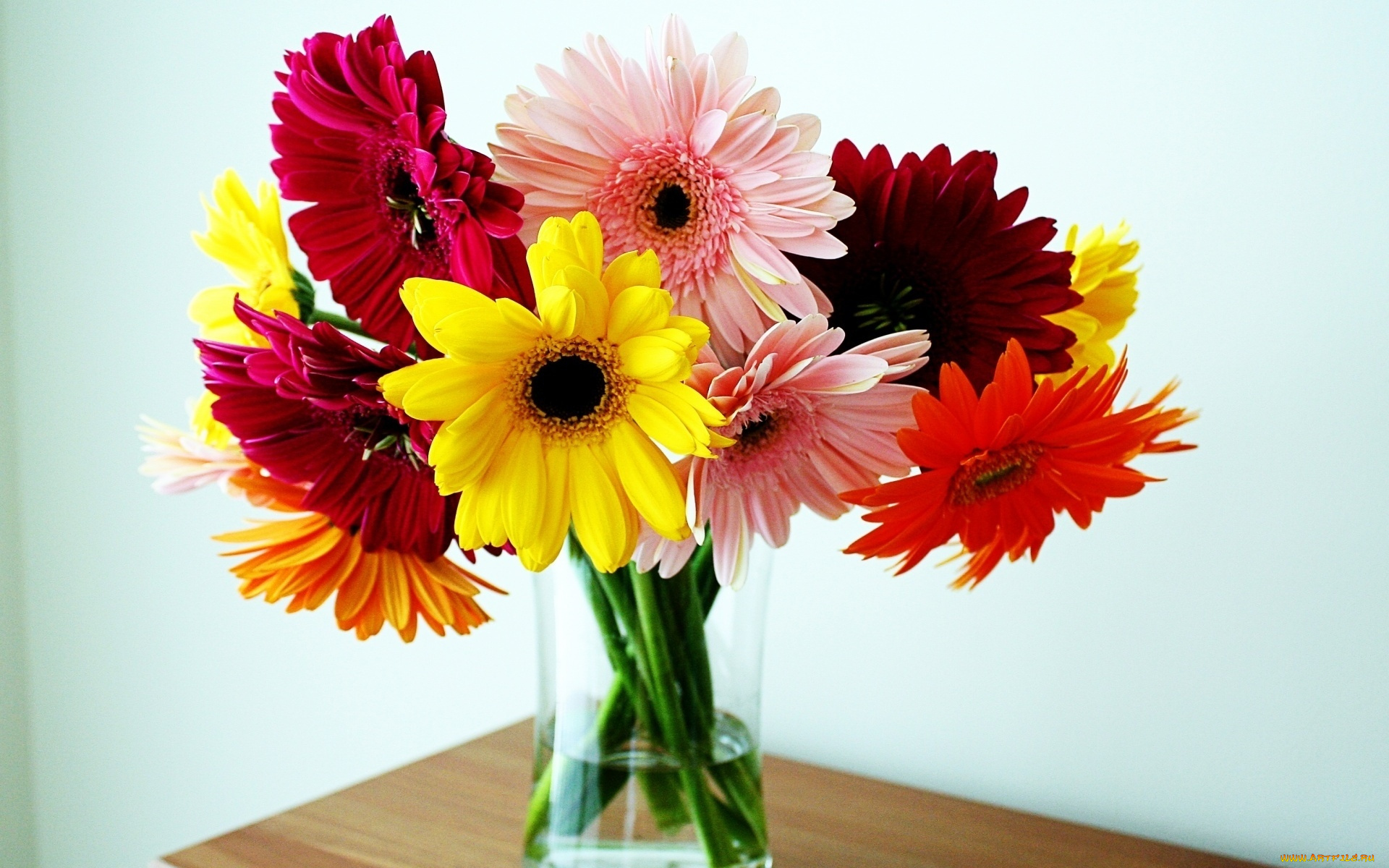 цветы, герберы, красный, желтый, розовый, оранжевый