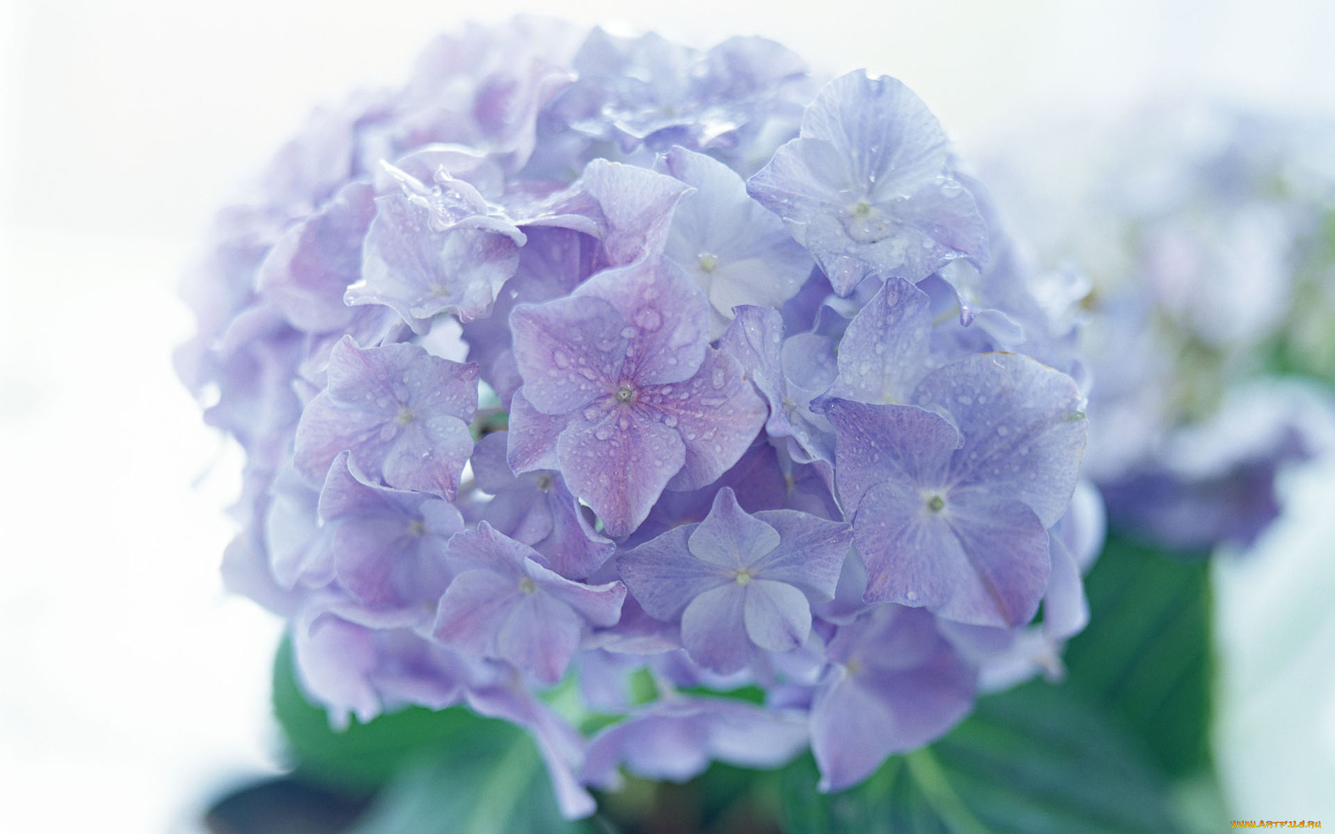 цветы, гортензия, макро