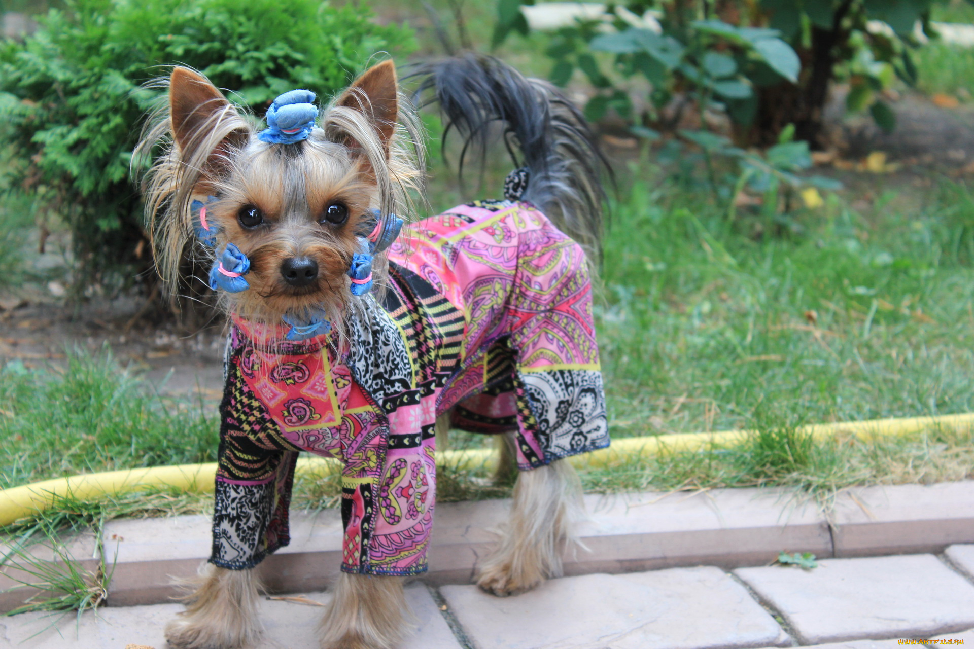 йоркширский, терьер, животные, собаки