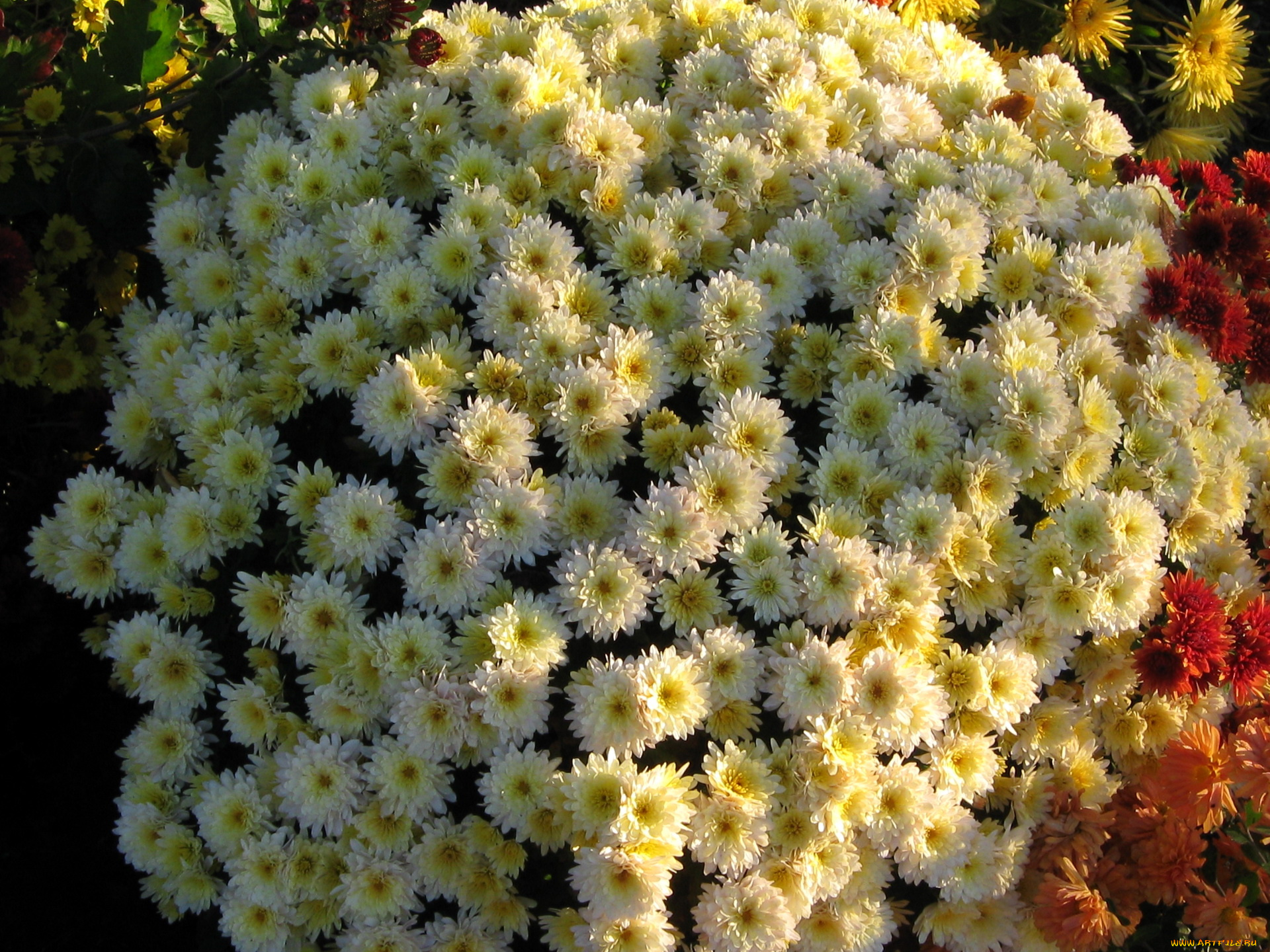 цветы, хризантемы