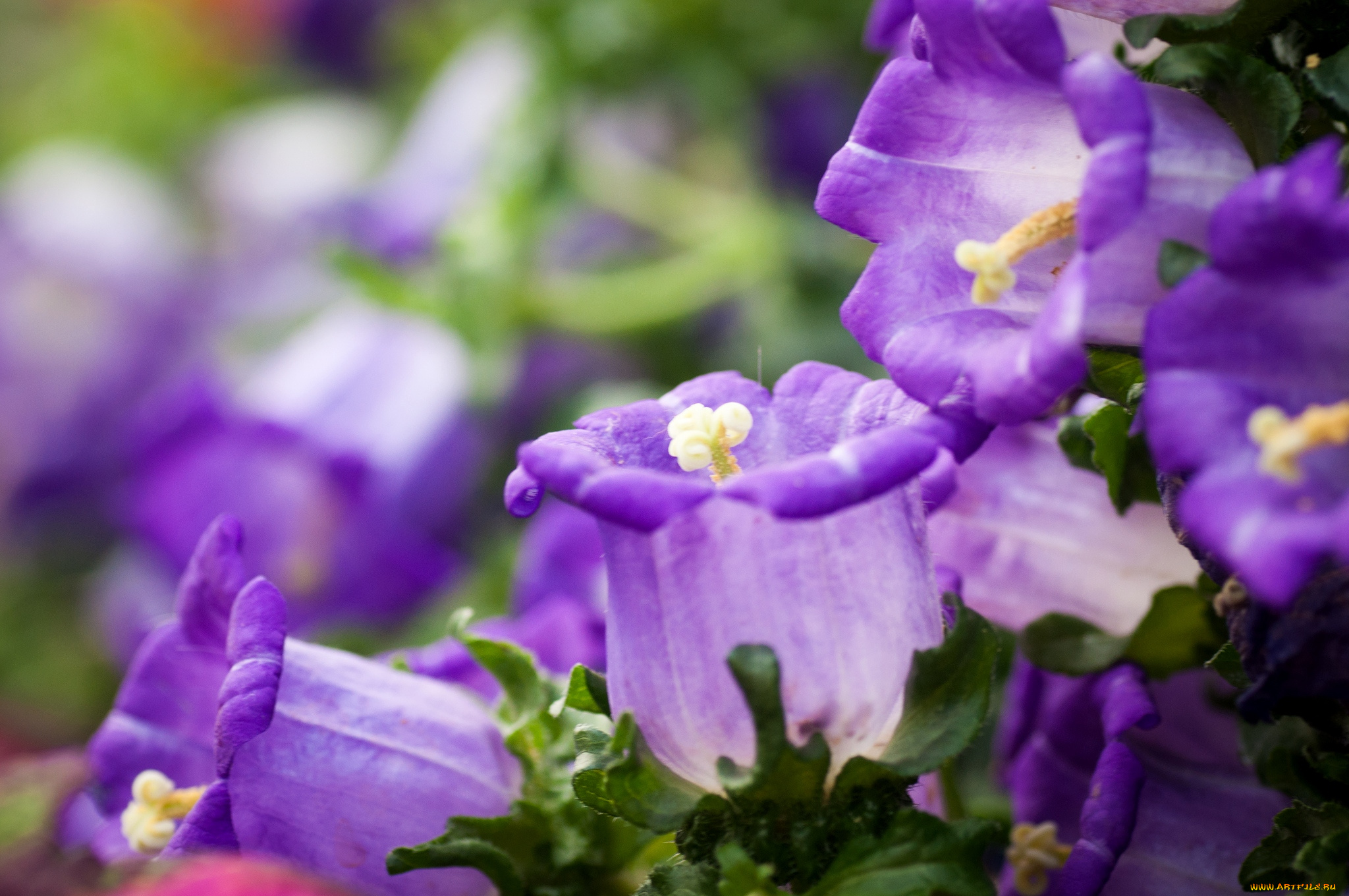 цветы, колокольчики, фиолетовый