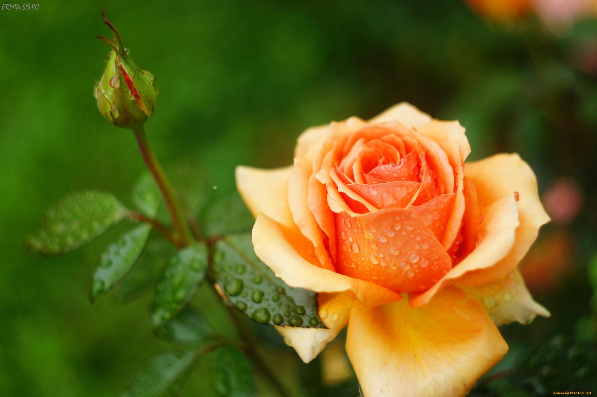 цветы, розы, бутон, оранжевый