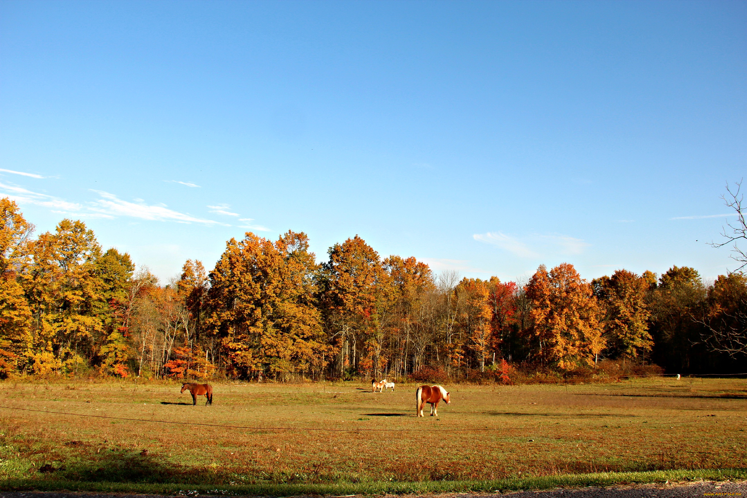 природа, поля, лес, осень
