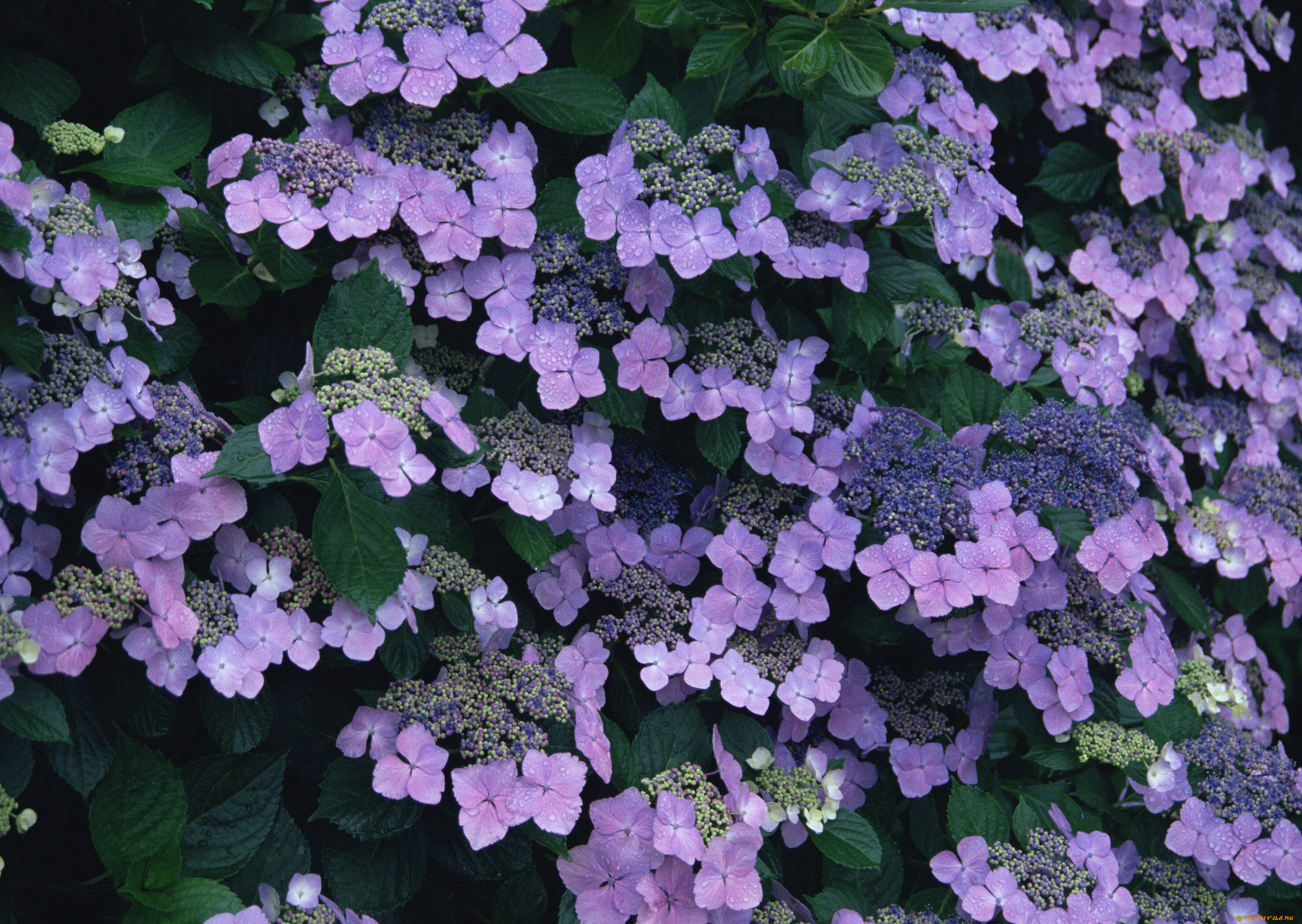 цветы, гортензия, сиреневый