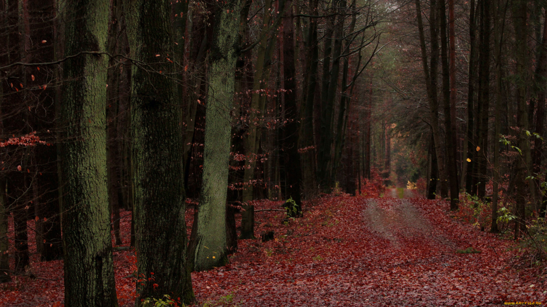 природа, дороги, деревья, лес, осень