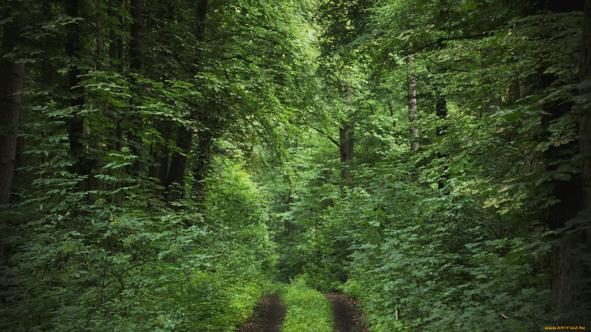 природа, дороги, дорога, деревья, лес