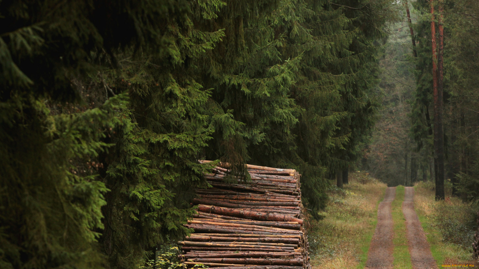 природа, дороги, ели, брёвна, дрова, дорога