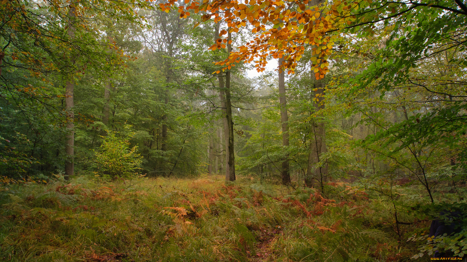 природа, дороги, осень