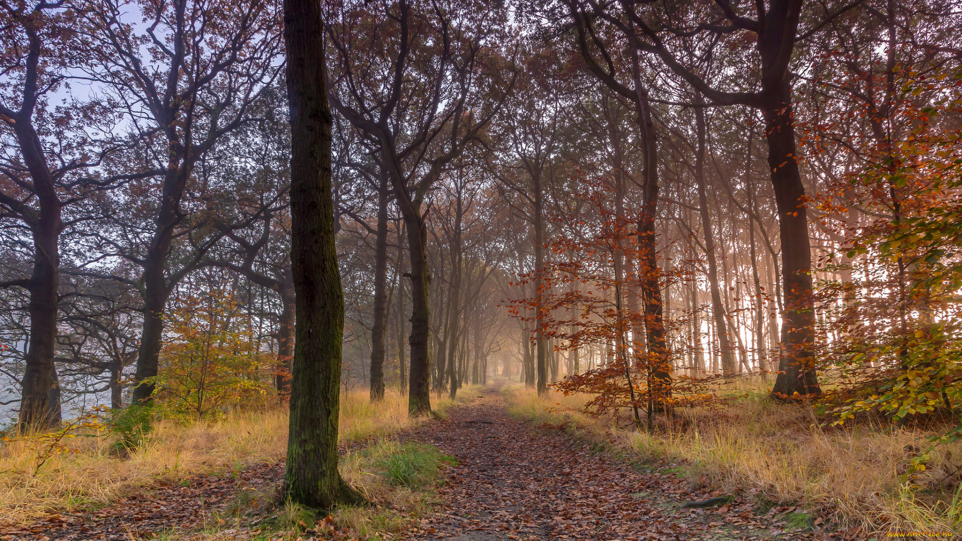 природа, дороги, тропинка, лес