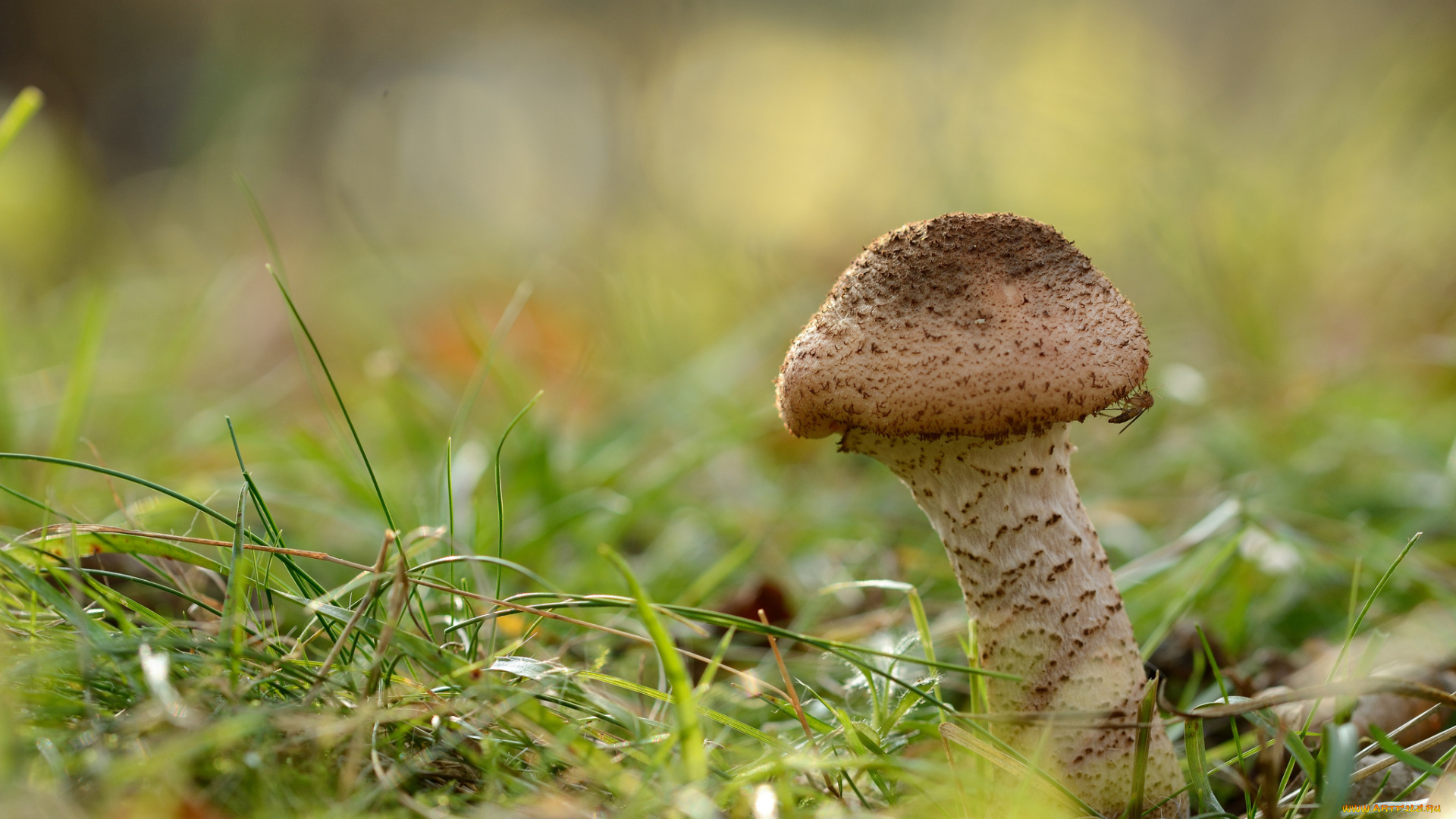 природа, грибы, опенок