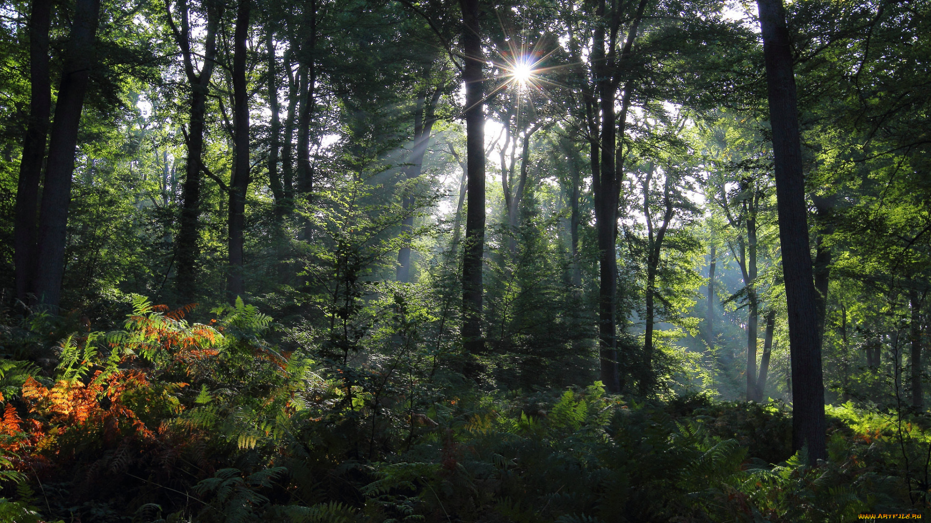 природа, лес, чаща