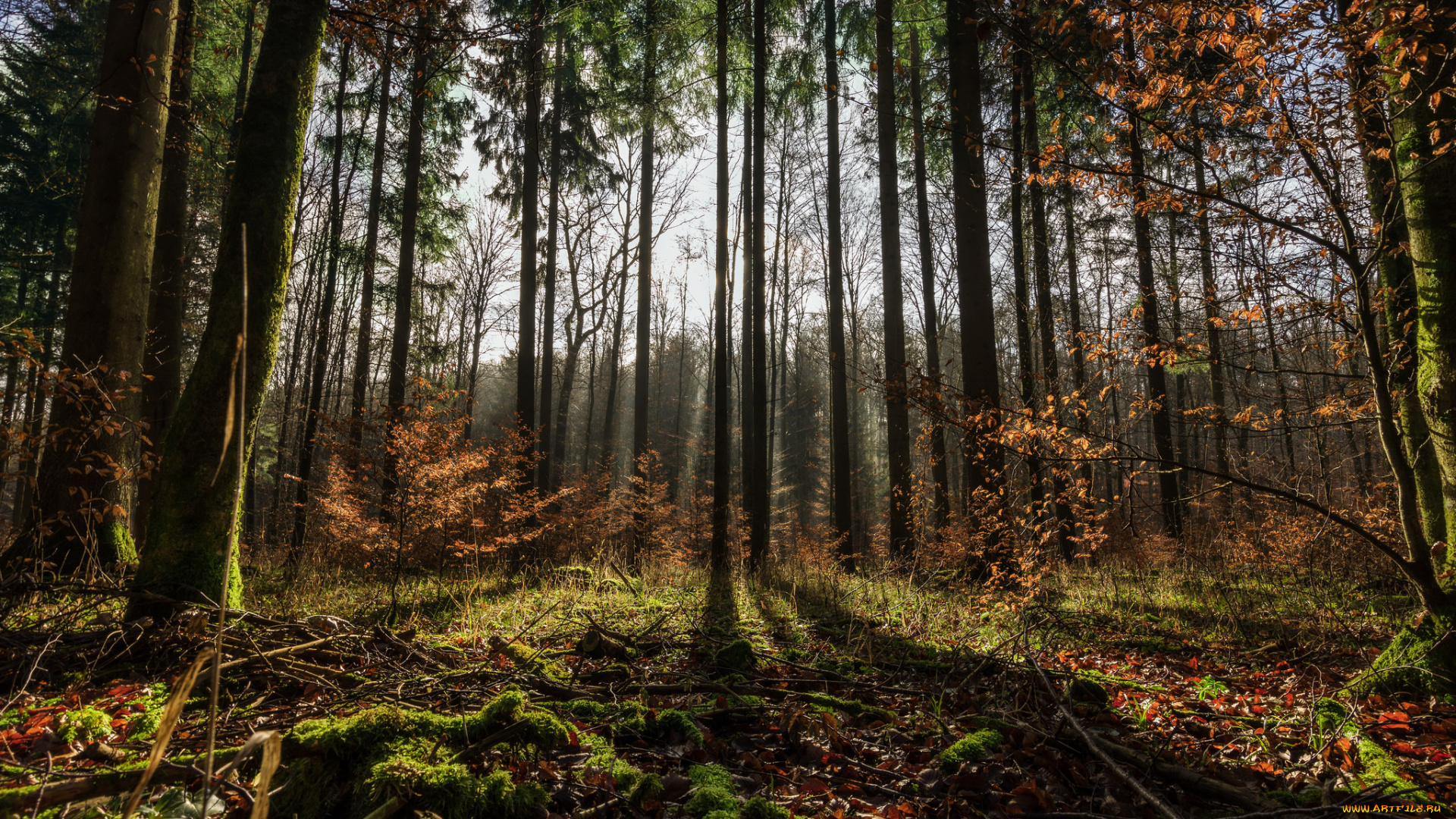 природа, лес, чаща