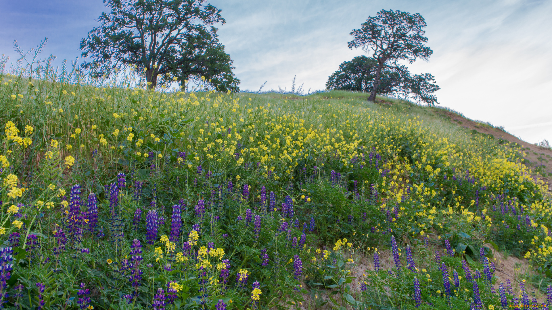 природа, луга, трава, цветы