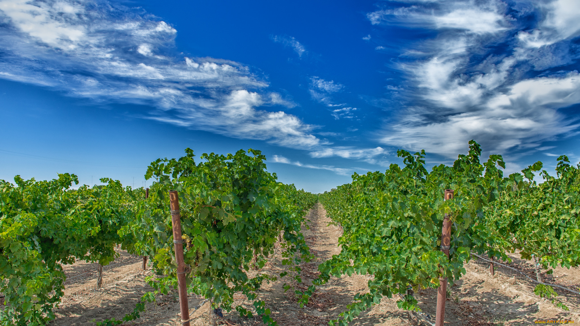 природа, поля, виноградник