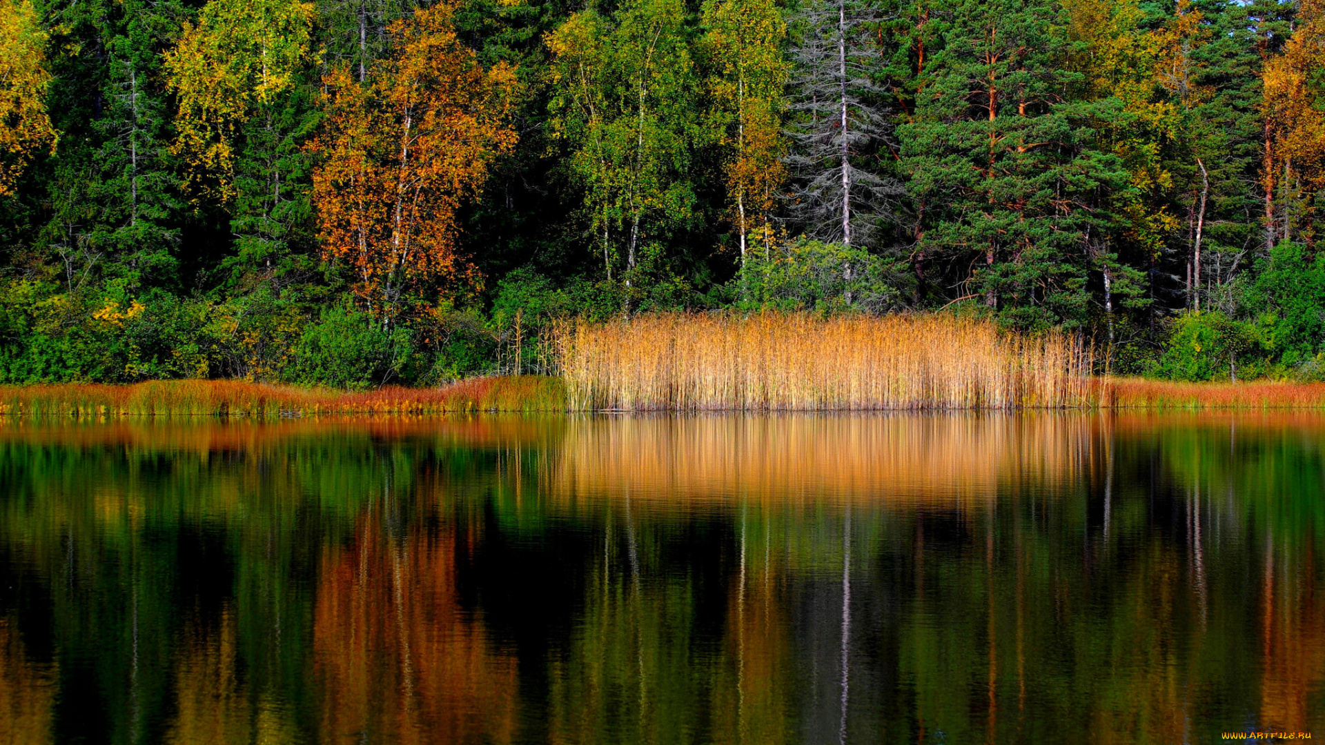 природа, реки, озера, лес, река