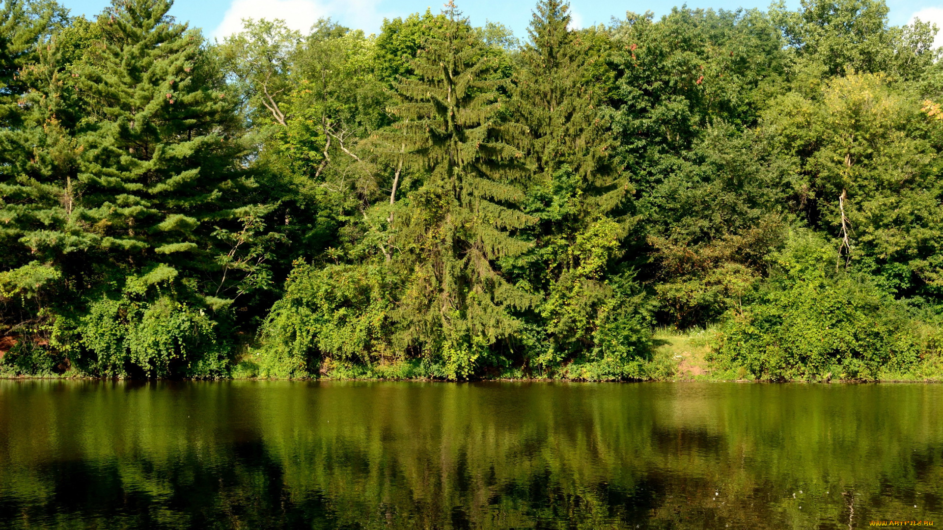 природа, реки, озера, отражение, ели