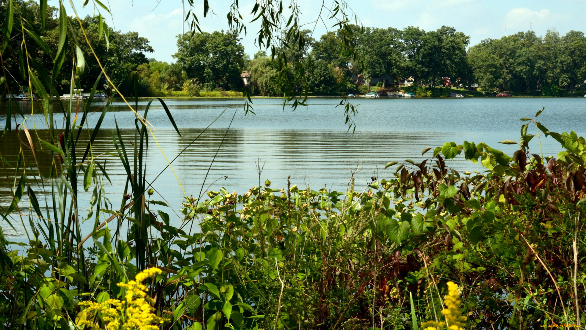 природа, реки, озера, река, заросли