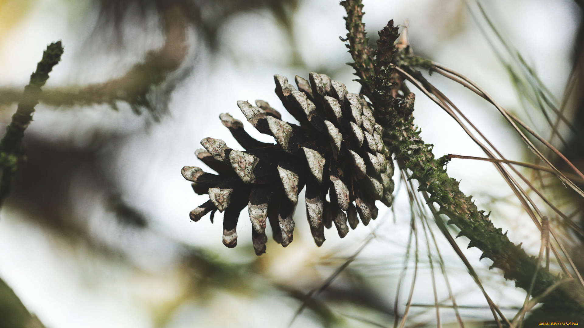 природа, шишки, , жёлуди, , каштаны, шишка, ветка, макро