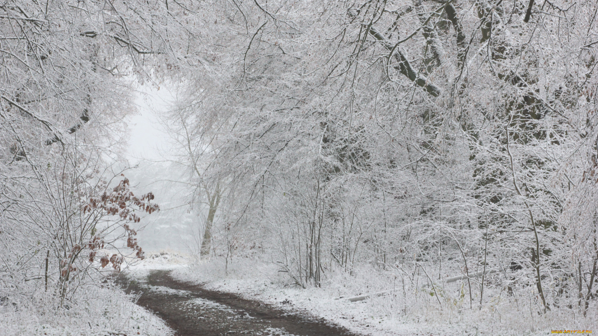 природа, зима, дорога, деревья