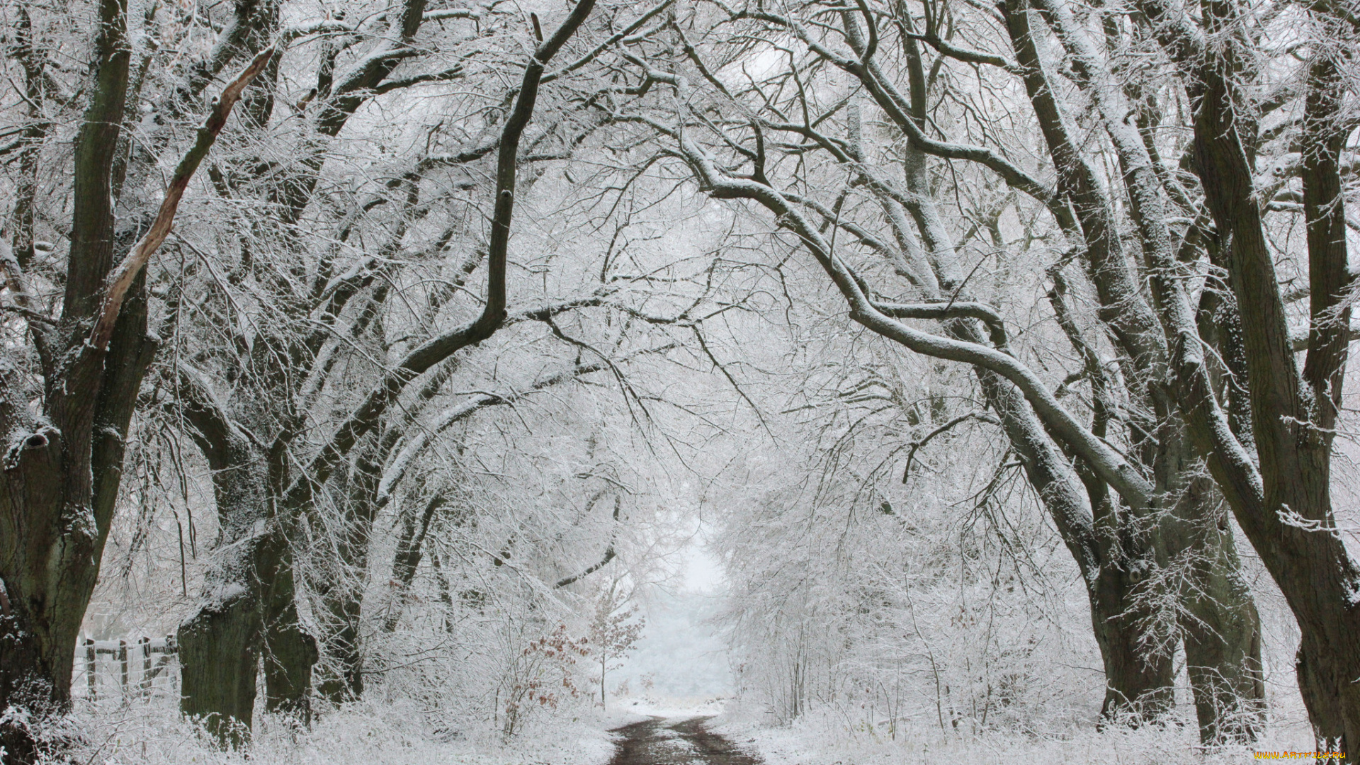 природа, зима, дорога, деревья