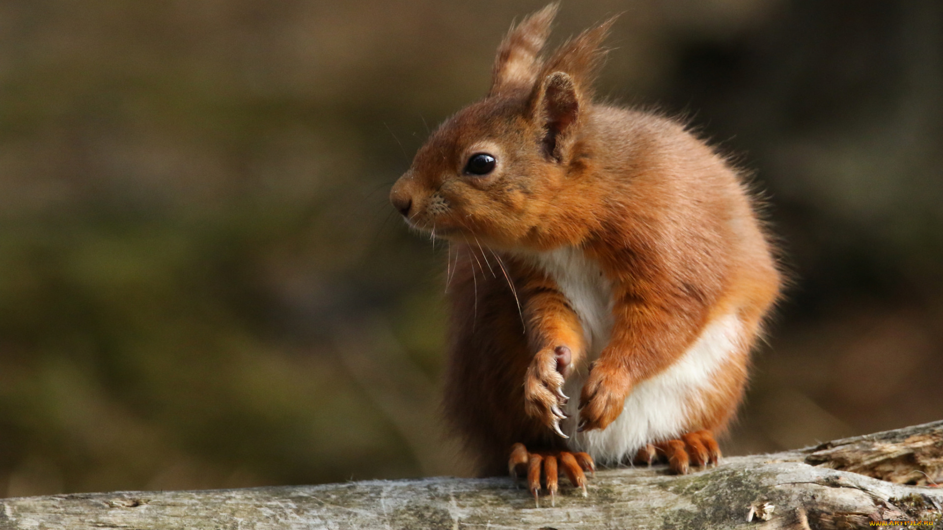 животные, белки, белка